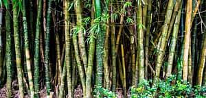 bamboo makes warm fabric