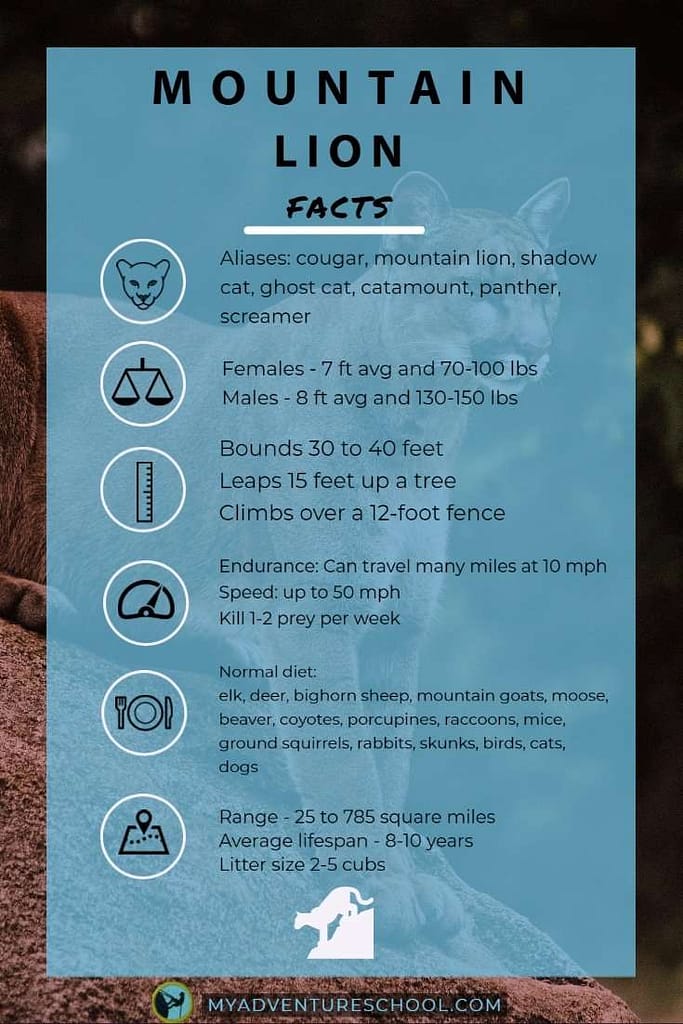 mountain lion infographic