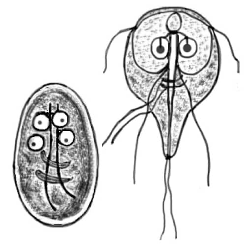 giardia cyst and troph