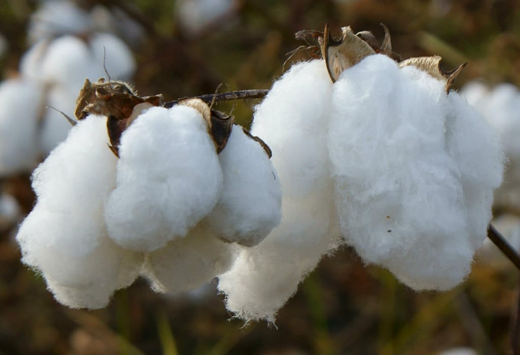 cotton isn't good for staying warm