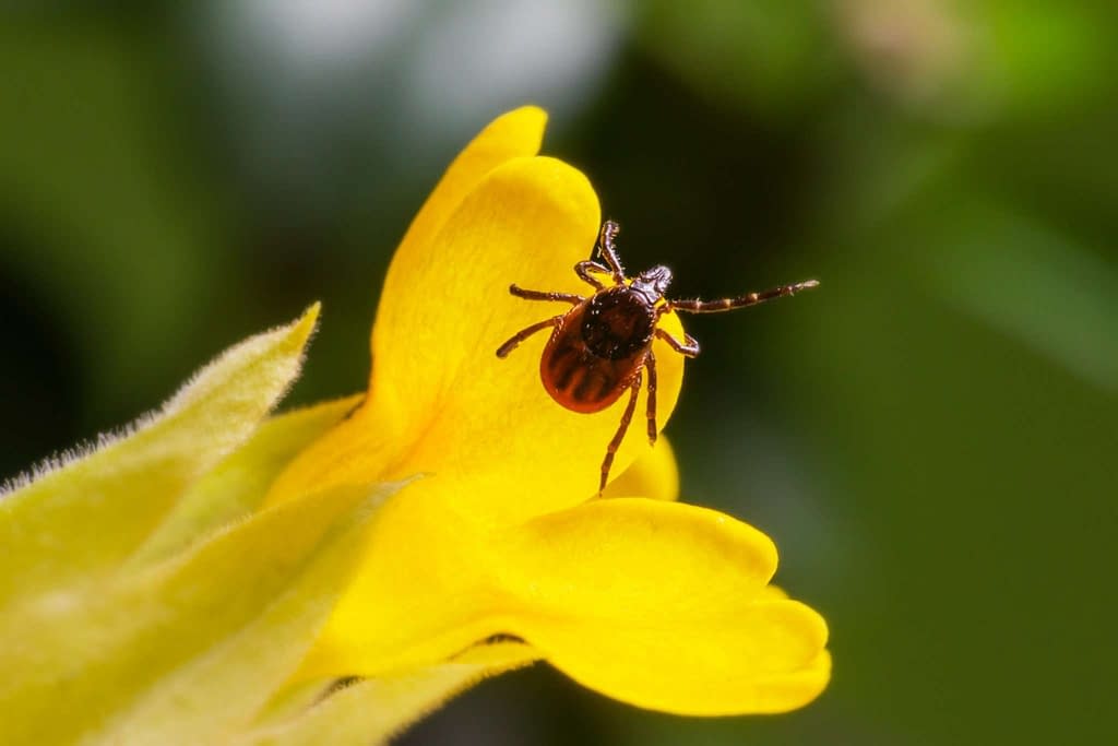 ticks can ruin a summer campout