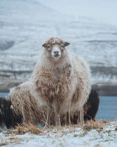 wool keeps you warm
